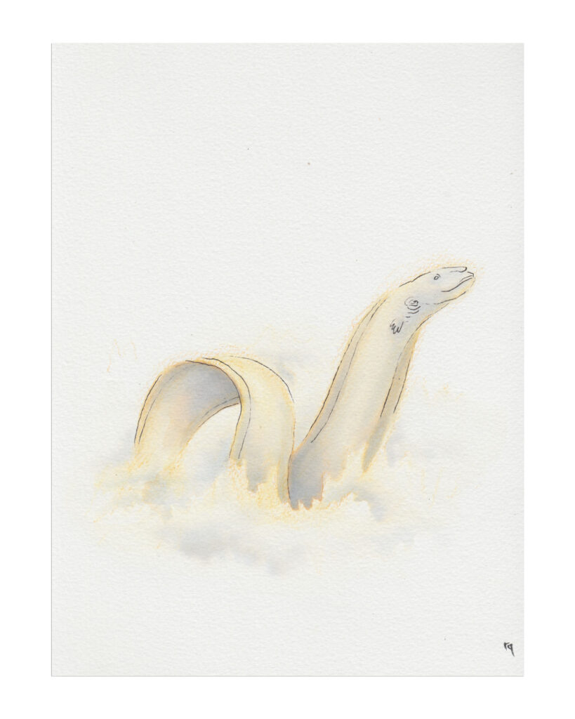 Ink wash illustration by quasi of an eel.